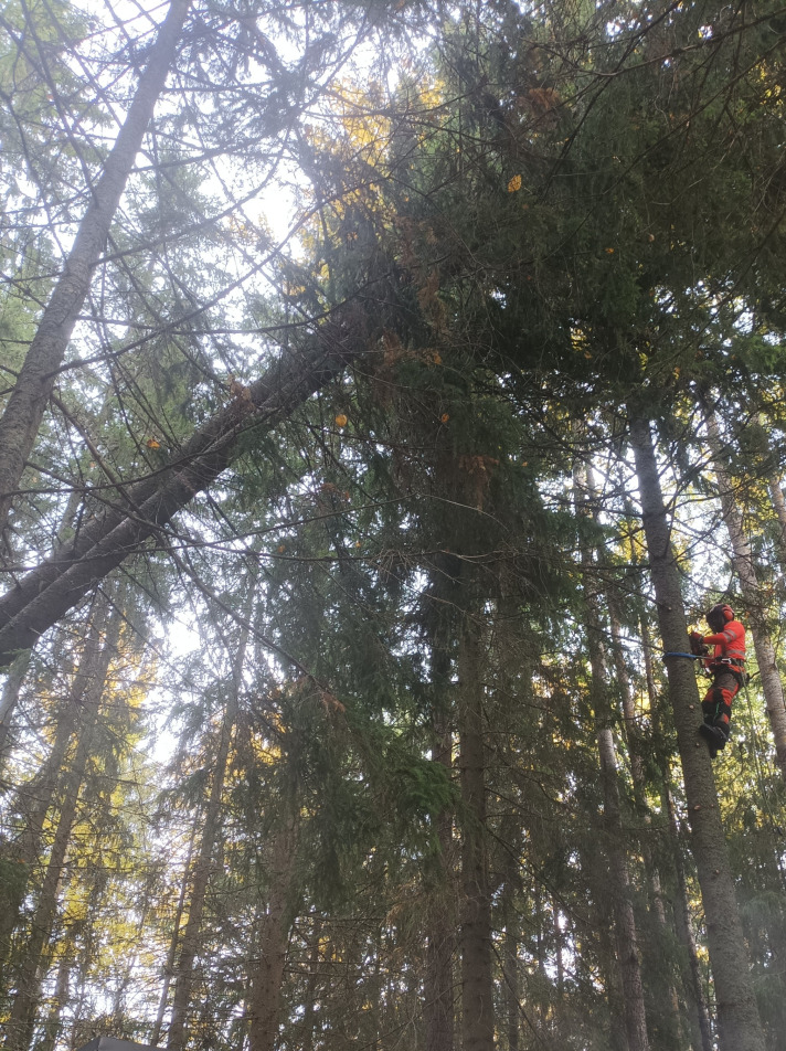 Puunkaato arboristi ongelmapuu koivu kuusi honka mänty petäjä talja moottorisaha