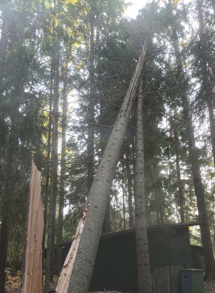 Kiipeily kiipeilykaato kaatokiipeily metsuri metsänhoito tuulenkaato
