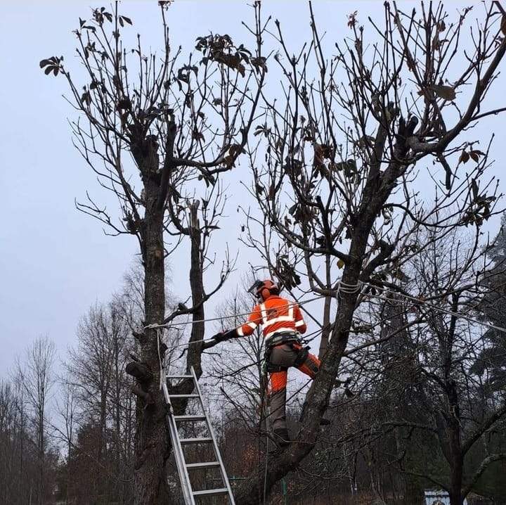 Puiden hoitoleikkaukset hoituu kiipeilemällä